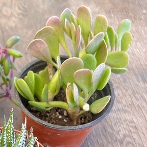 trailing jade plant 4 inch pot succulent plant